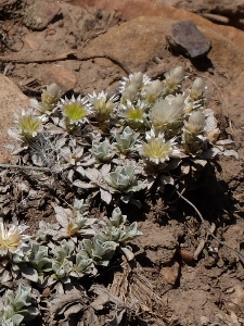 Antennaria dimorpha